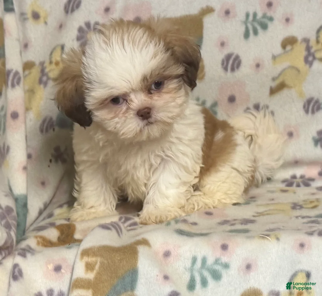 Shih Tzu dogs for sale: Shih Tzu 3 - Ad 2