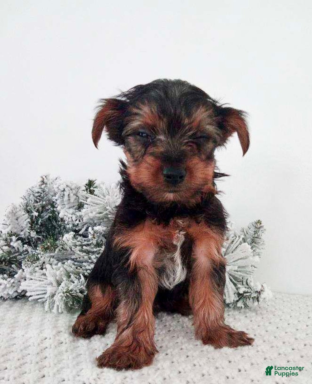 Yorkshire Terrier dogs for sale: Jessie - Ad 4