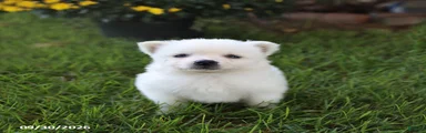 Tiny