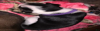 Mixed Breed Puppy 3purple