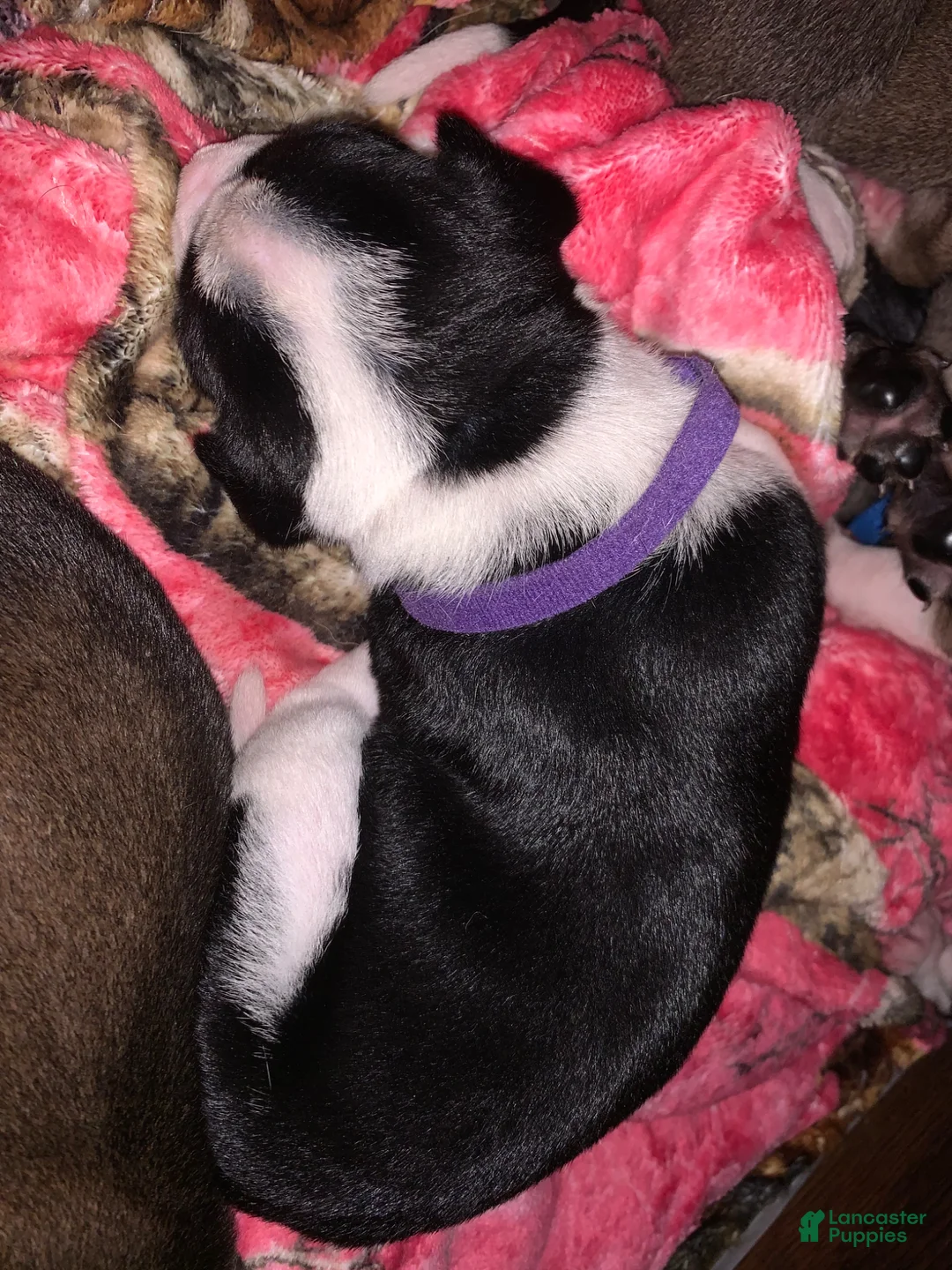 Mixed Breed dogs for sale: Mixed Breed Puppy 3purple - Ad 1