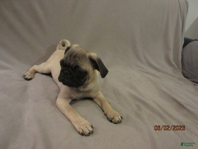 Pug dogs Clyde - Ad 2