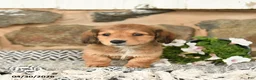 Miniature Dachshund dogs for sale: King - Ad 3