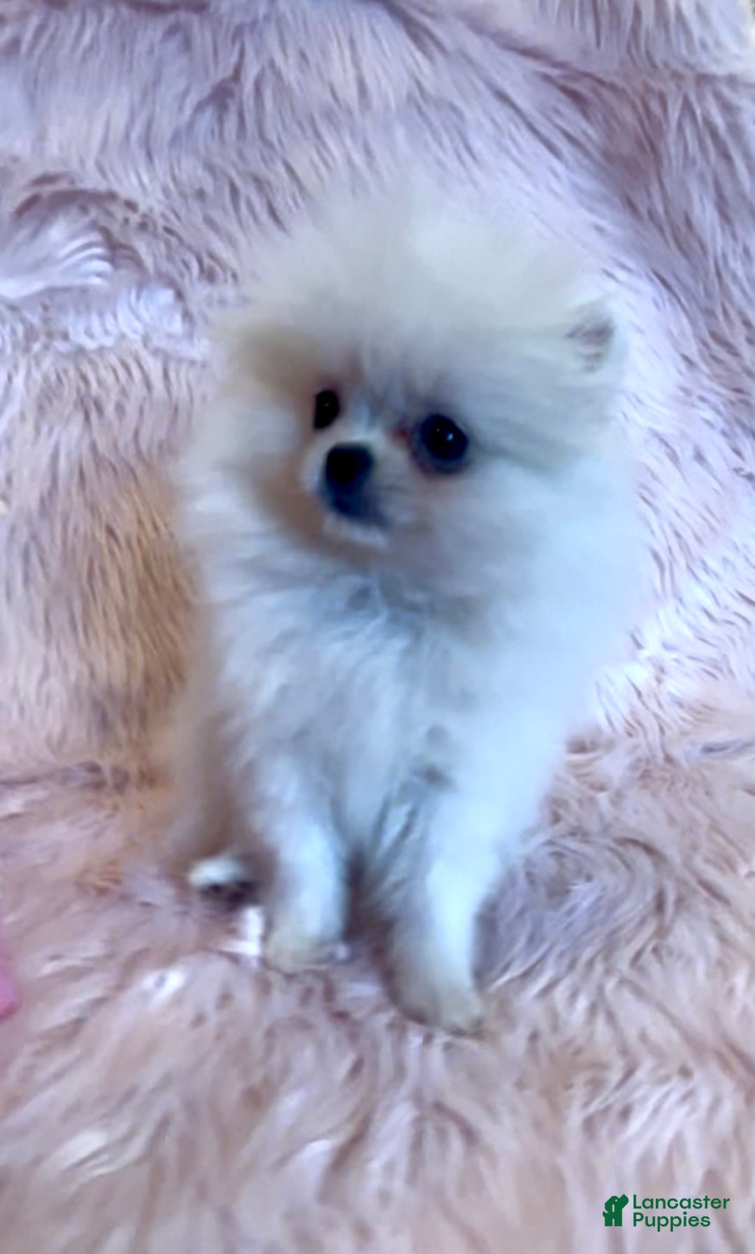 Pomeranian dogs for sale: Lynette AKC Registered full rights  - Ad 14