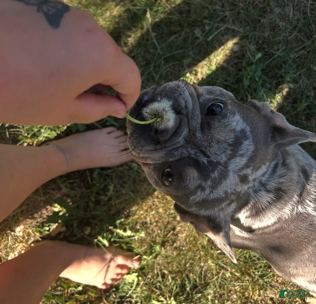 French Bulldog dogs for sale: French Bulldog Puppy 1 - Ad 12