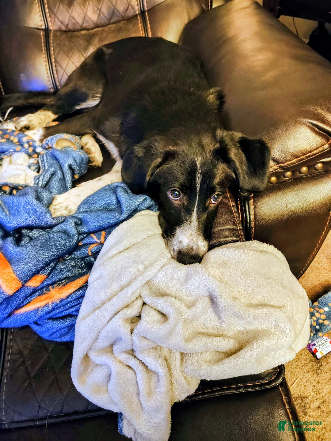Mixed Breed dogs for sale: Indie - Ad 1