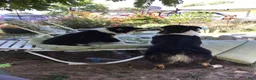 Australian Shepherd dogs for sale: Australian Shepherd 3 Freckles - Ad 1