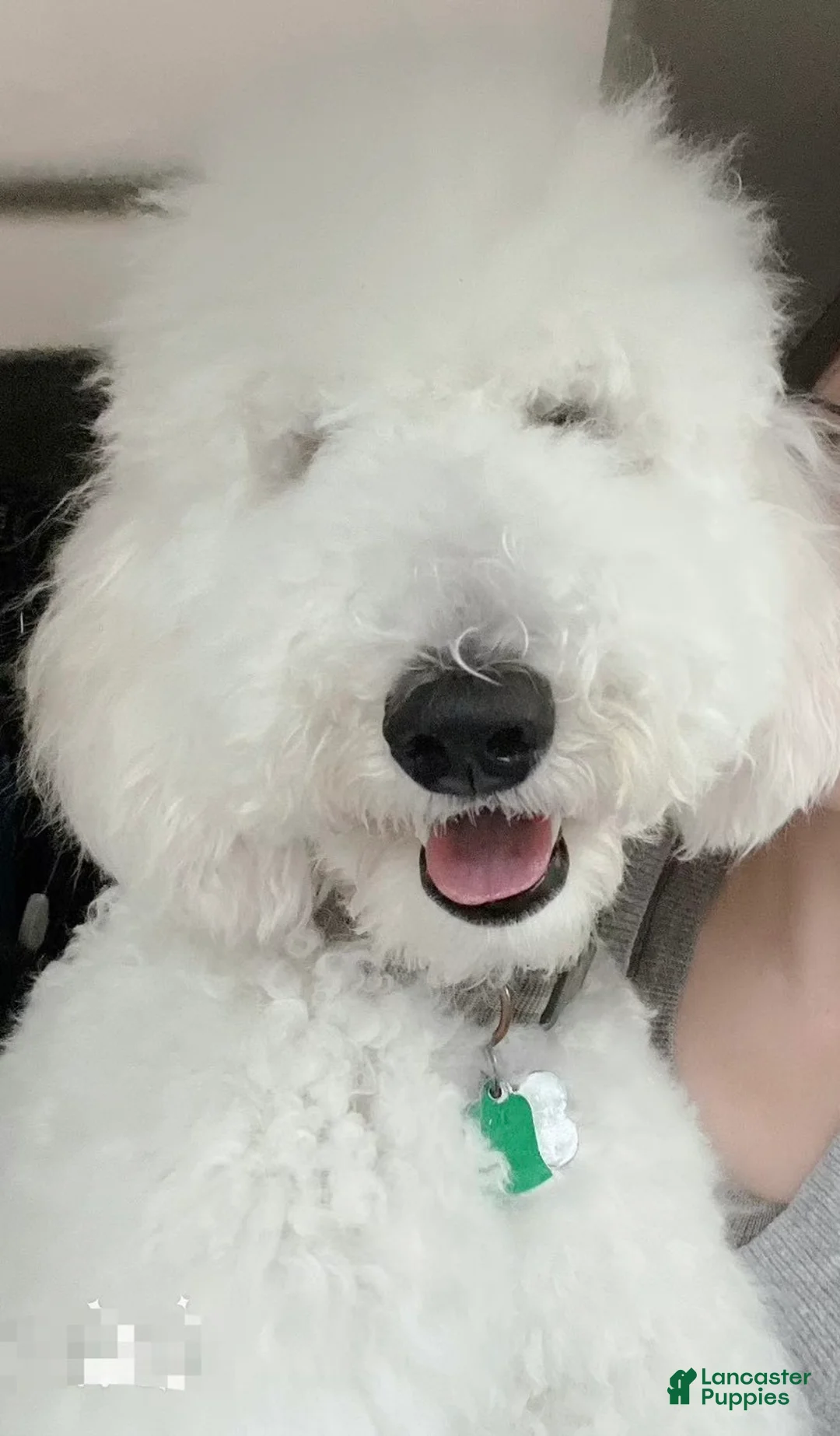 Standard Poodle dogs for sale: Standard Poodle Puppy 4 - Ad 7