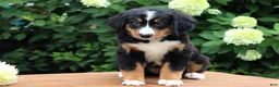 Bernese Mountain Dog dogs for sale: Kyra - Ad 1