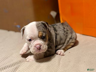 Olde English Bulldogge dogs Alexandria - Ad 20