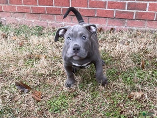 American Bully dogs Rocko - Ad 41