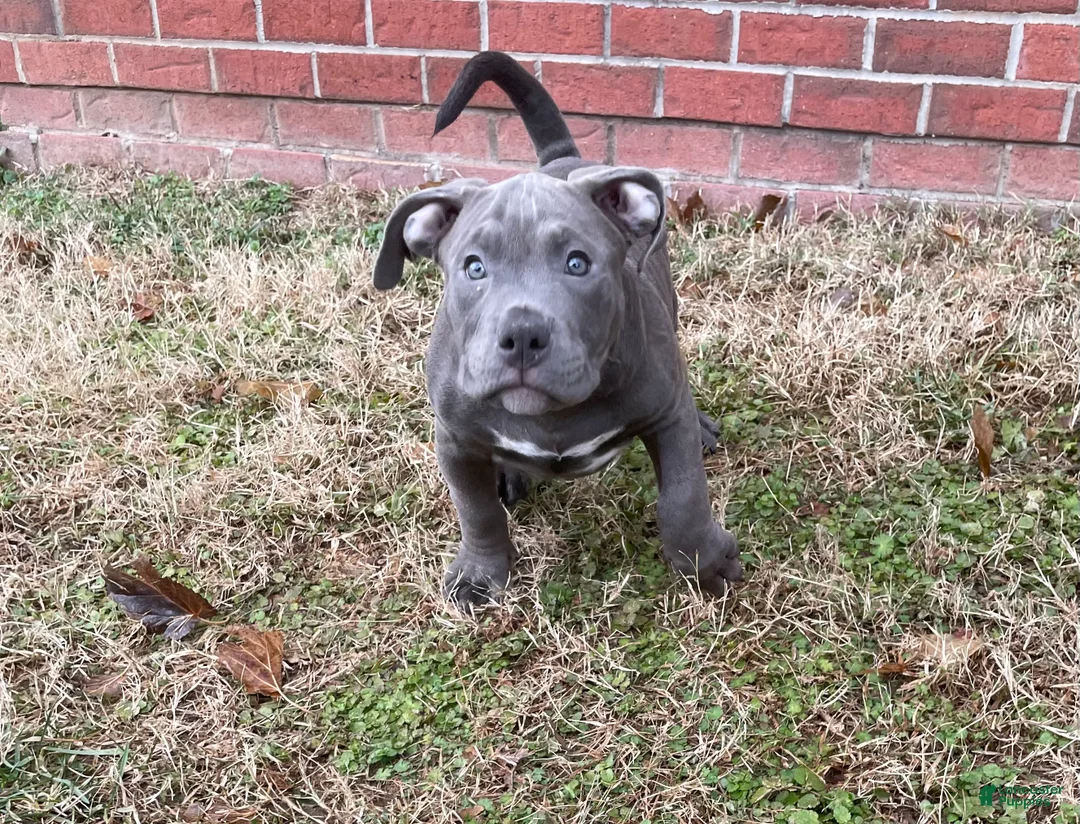 American Bully dogs for sale: Rocko - Ad 3