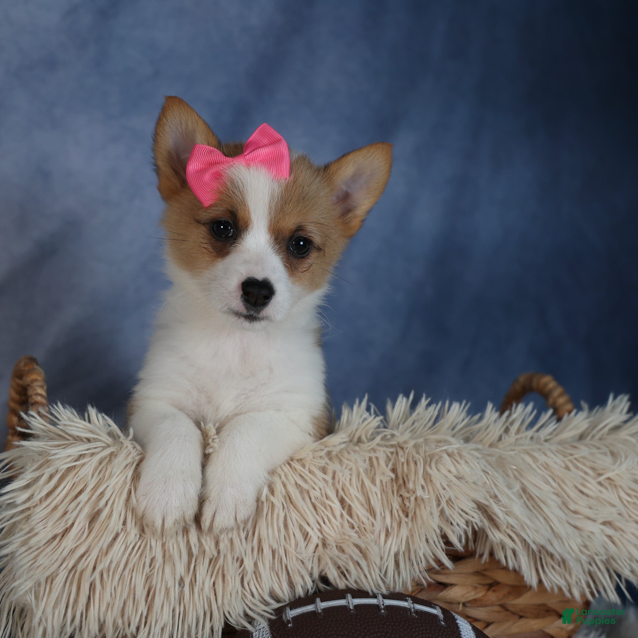 Welsh Corgi Pembroke dogs Dixie - Ad 18