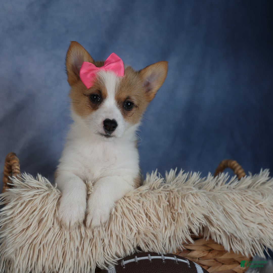 Welsh Corgi Pembroke dogs for sale: Dixie - Ad 1