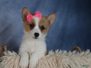 Welsh Corgi Pembroke dogs Dixie - Ad 13