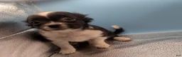 Chihuahua dogs for sale: Apple Head Chihuahuas The Best From Arizona  - Ad 10