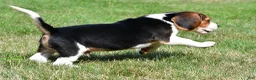 Beagle dogs for sale: Cash - Ad 11
