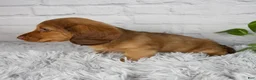 Miniature Dachshund dogs for sale: Cami - Ad 3