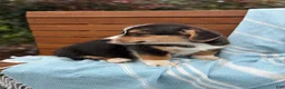 Welsh Corgi Pembroke dogs for sale: Juno - Ad 8