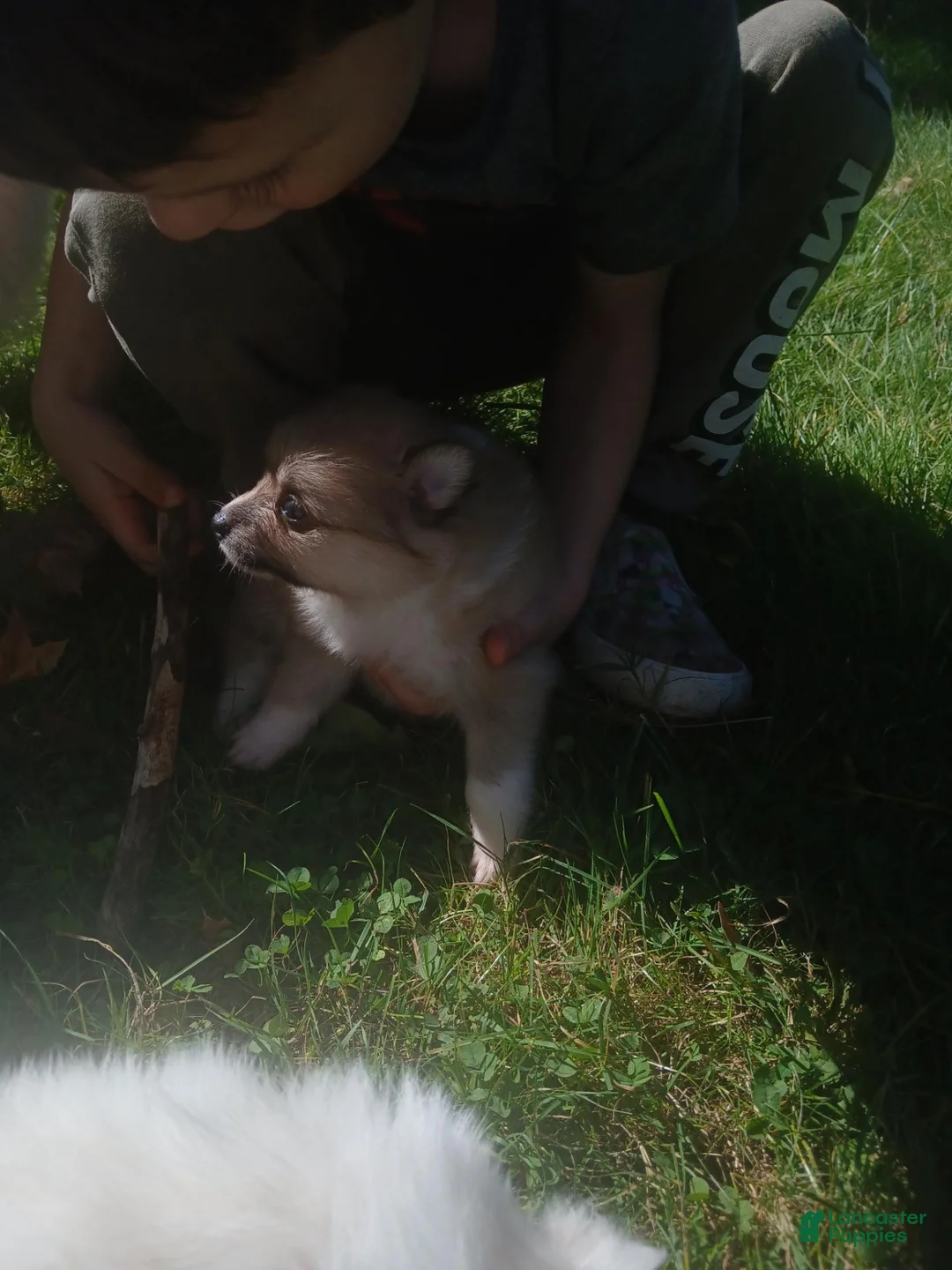 Pomeranian dogs for sale: Angel  - Ad 2