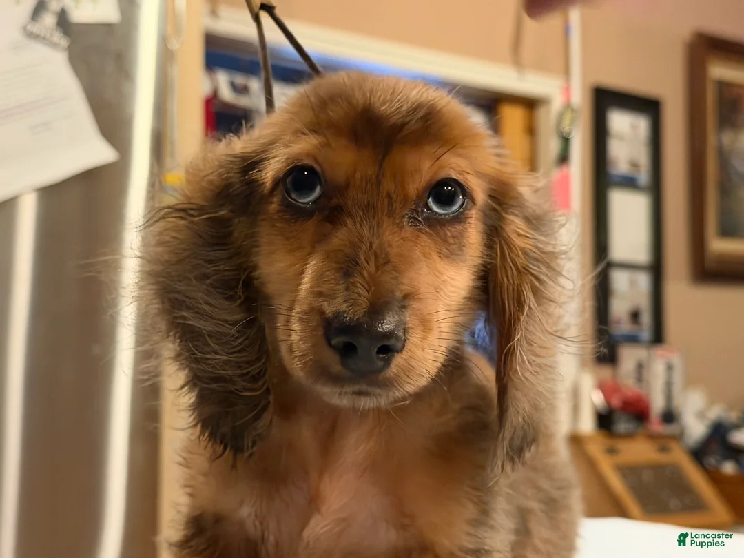 Miniature Dachshund dogs for sale: 2 blue eyes!!! - Ad 1