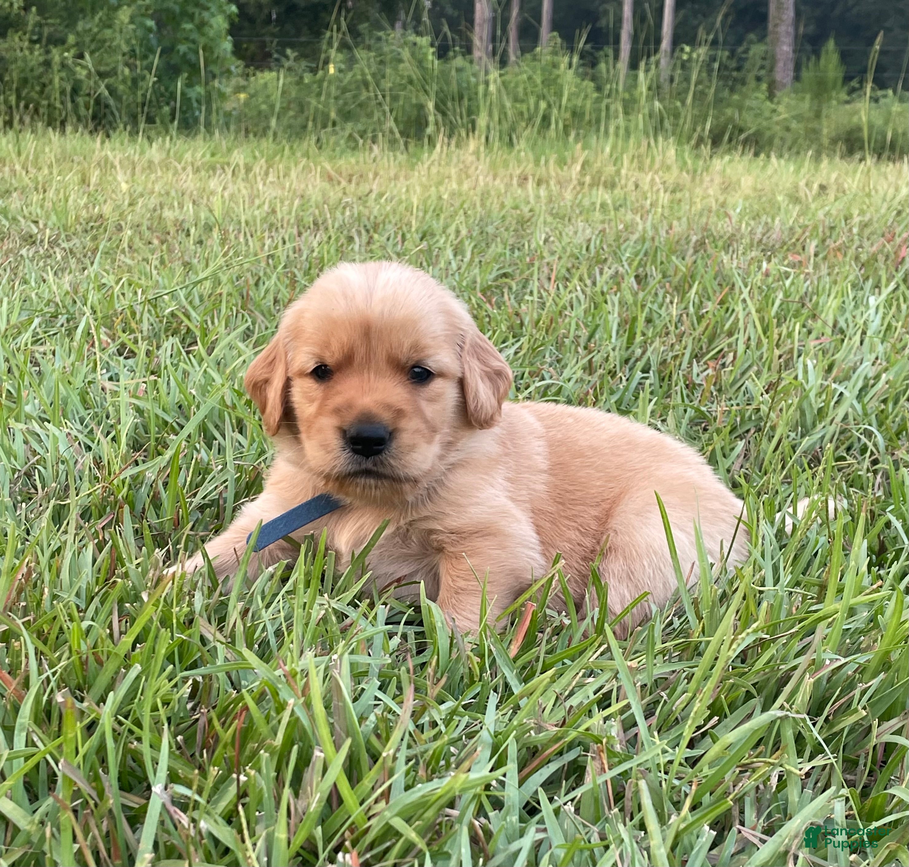 Golden Retriever dogs Golden Retriever 5 - Ad 13