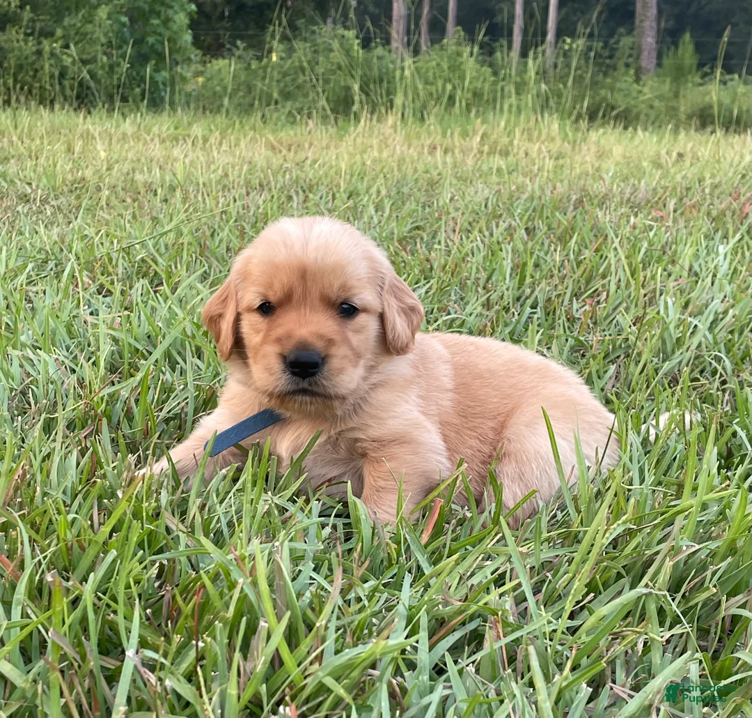 Golden Retriever dogs for sale: Golden Retriever 5 - Ad 1