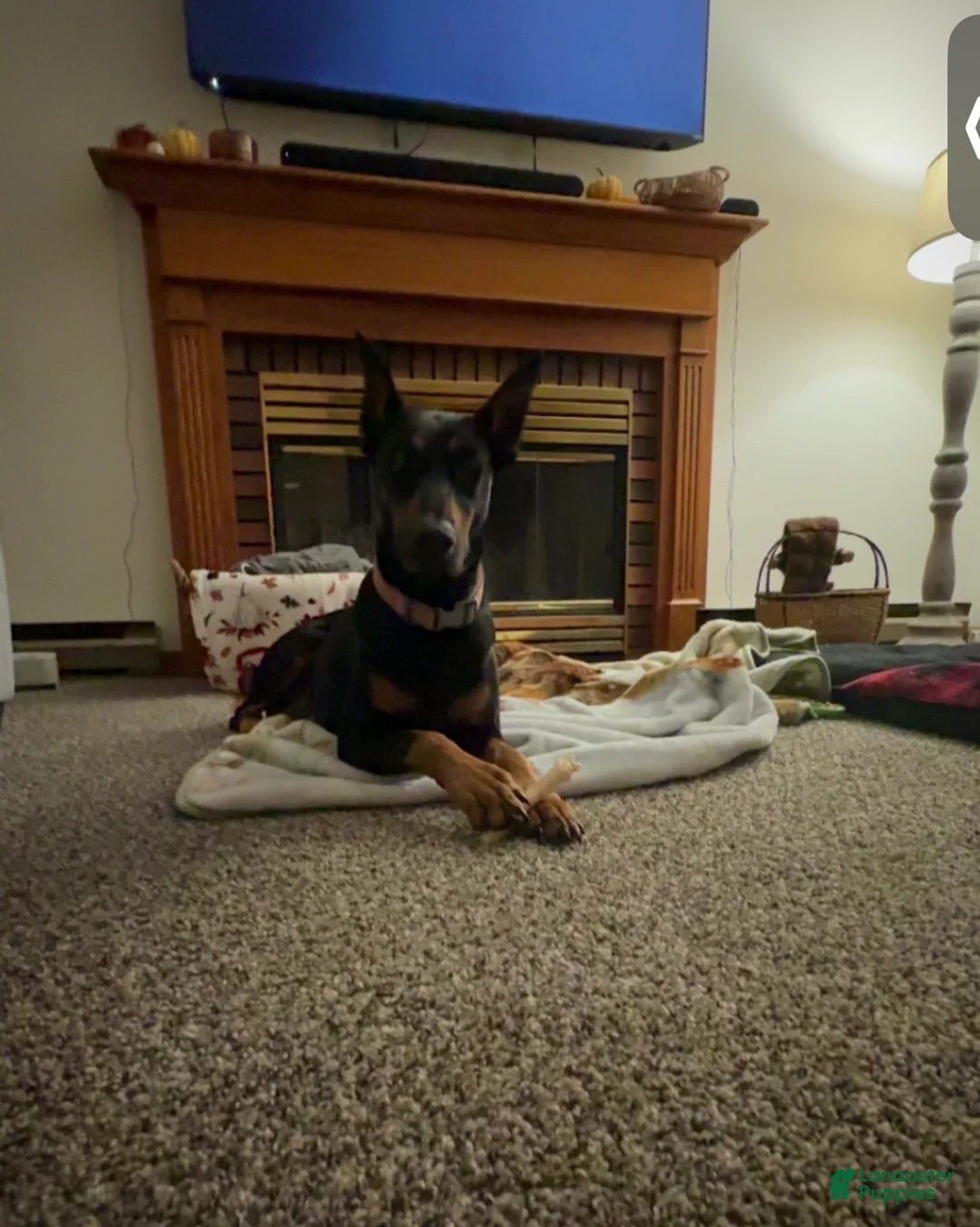 Doberman Pinscher dogs for sale: Doberman Pinscher Puppy 1 - Ad 8