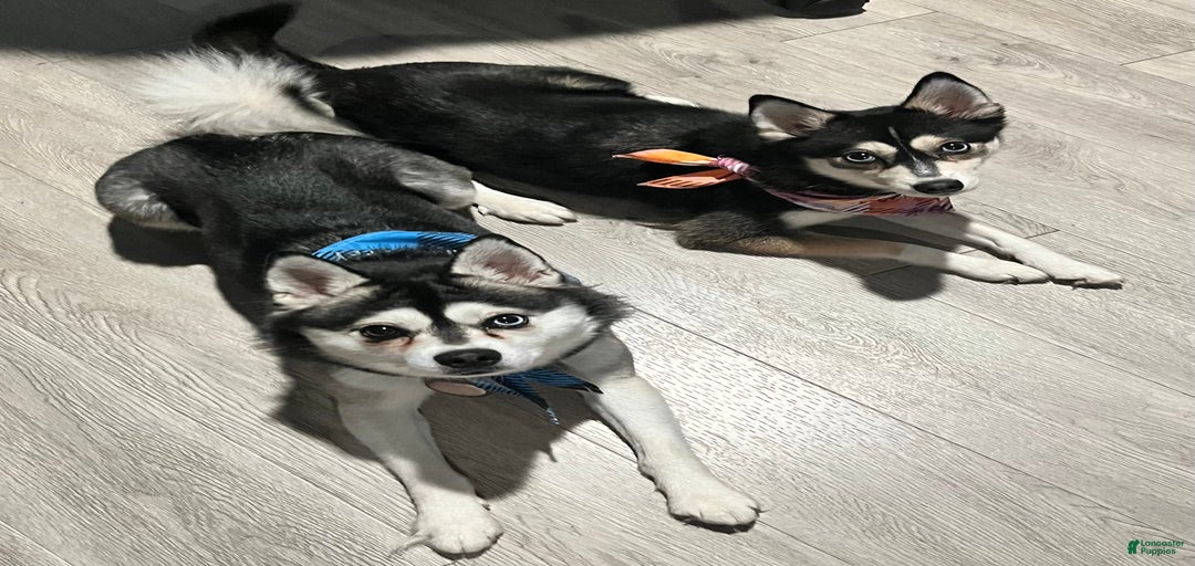 Gallery Image {{count}}