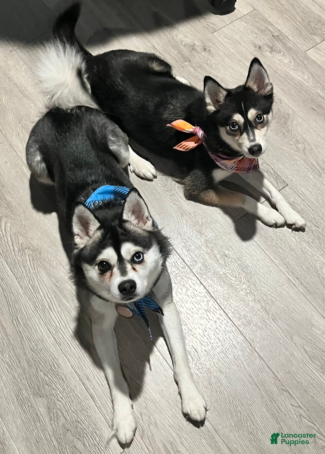 Gallery Image {{count}}