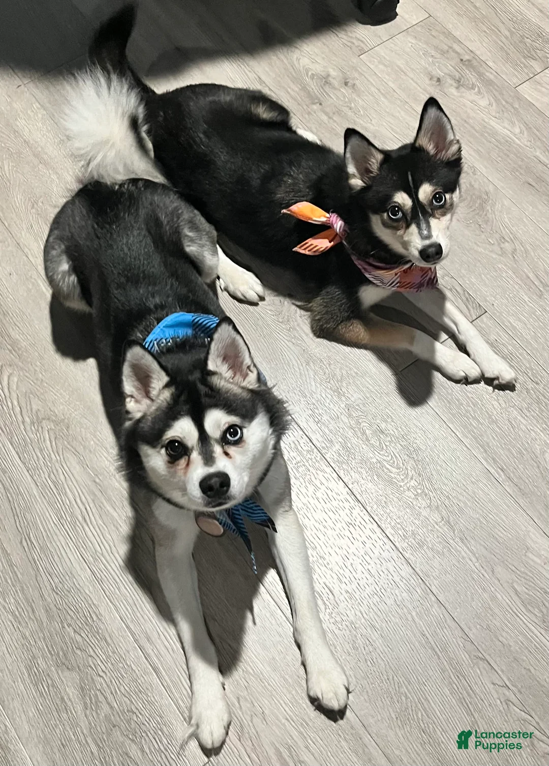 Gallery Image {{count}}