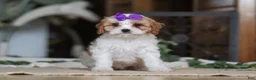 Cavapoo dogs for sale: Sasha - Ad 3