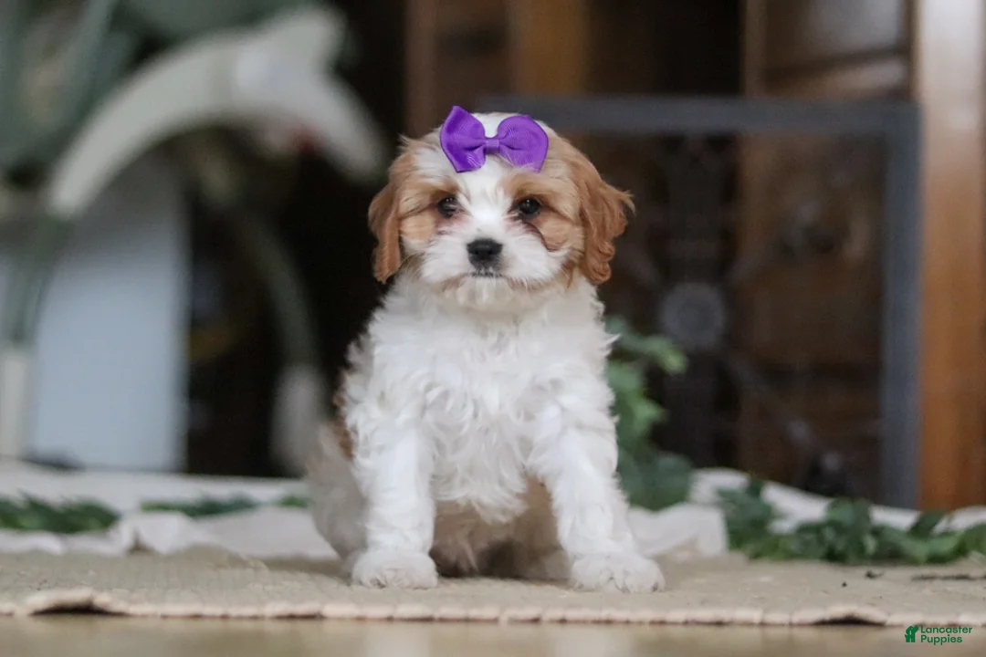 Cavapoo dogs for sale: Sasha - Ad 3