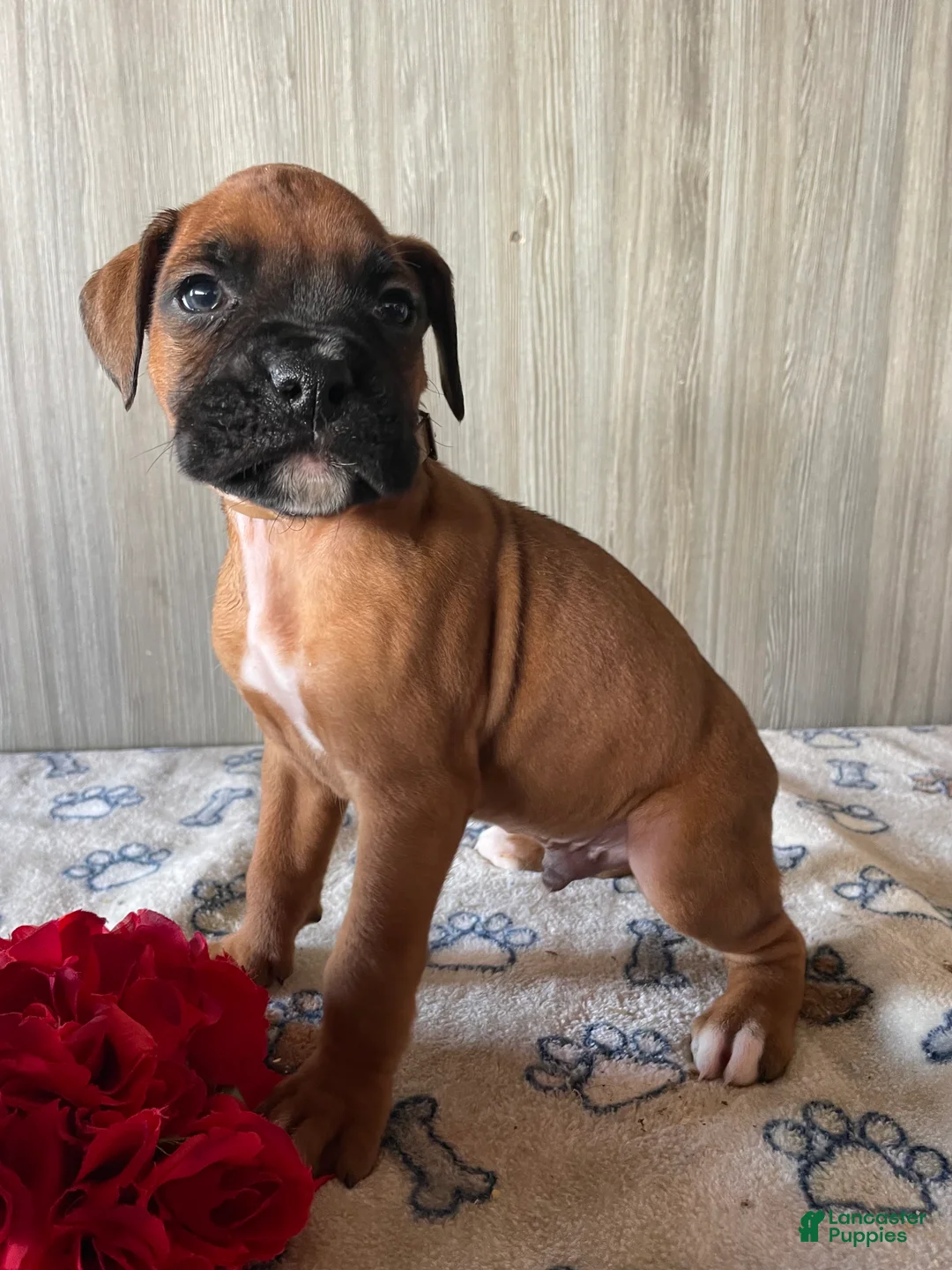 Boxer dogs for sale: Bentley - Ad 3