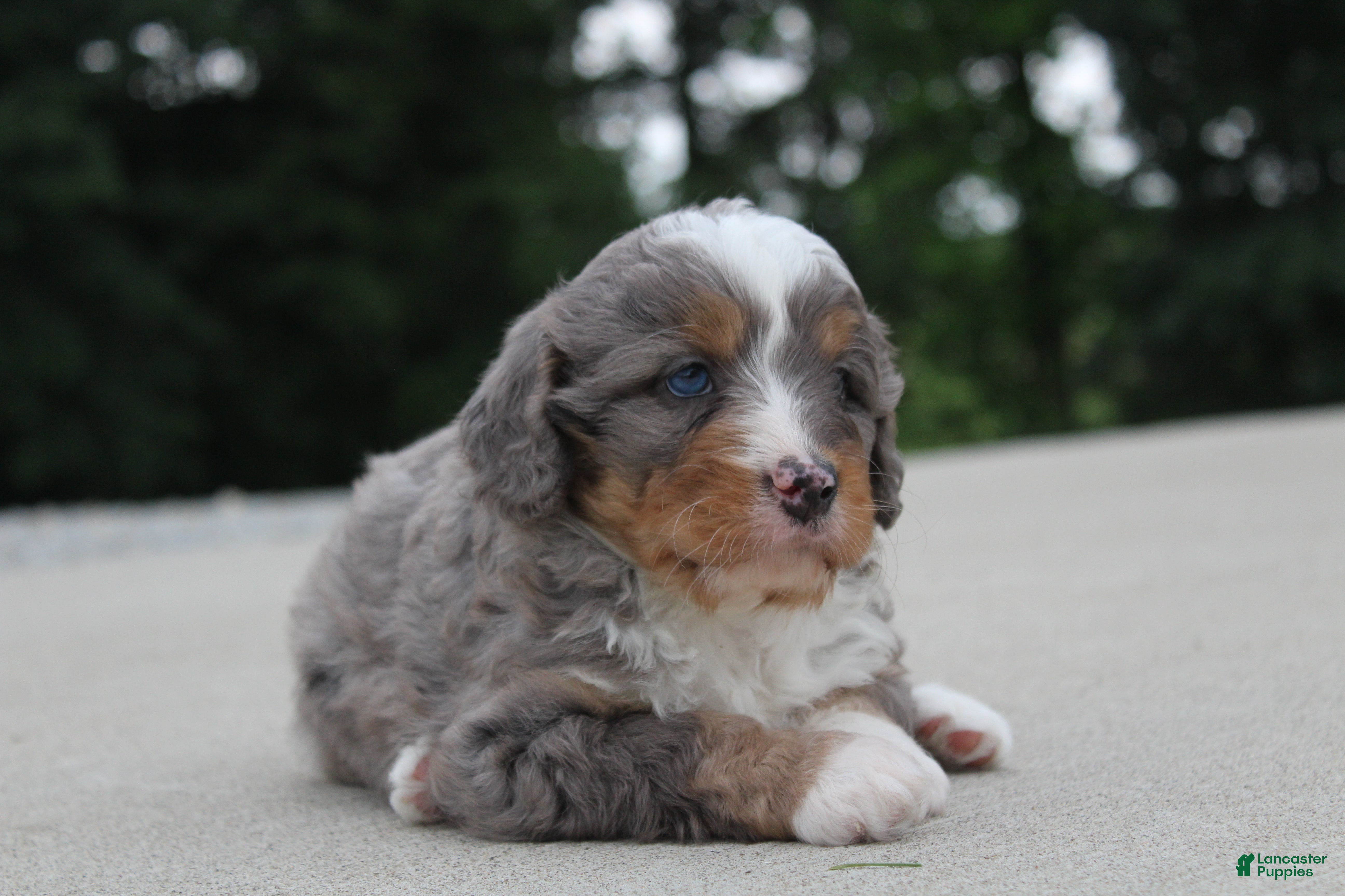 Mini Bernedoodle dogs Callie - Ad 2
