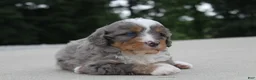 Mini Bernedoodle dogs for sale: Callie - Ad 2