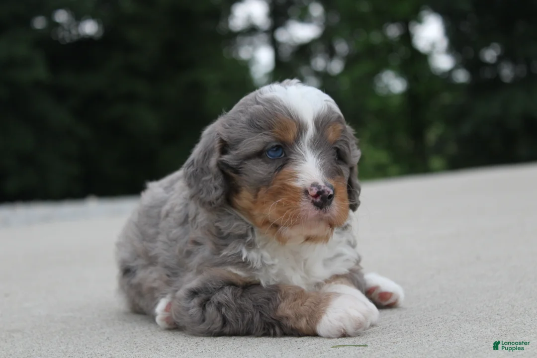 Mini Bernedoodle dogs for sale: Callie - Ad 2
