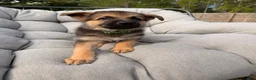 German Shepherd dogs for sale: Max - Ad 2
