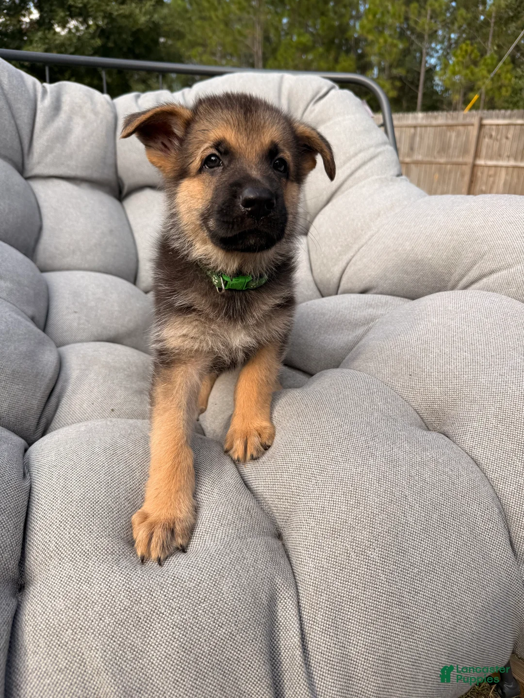 German Shepherd dogs for sale: Max - Ad 2