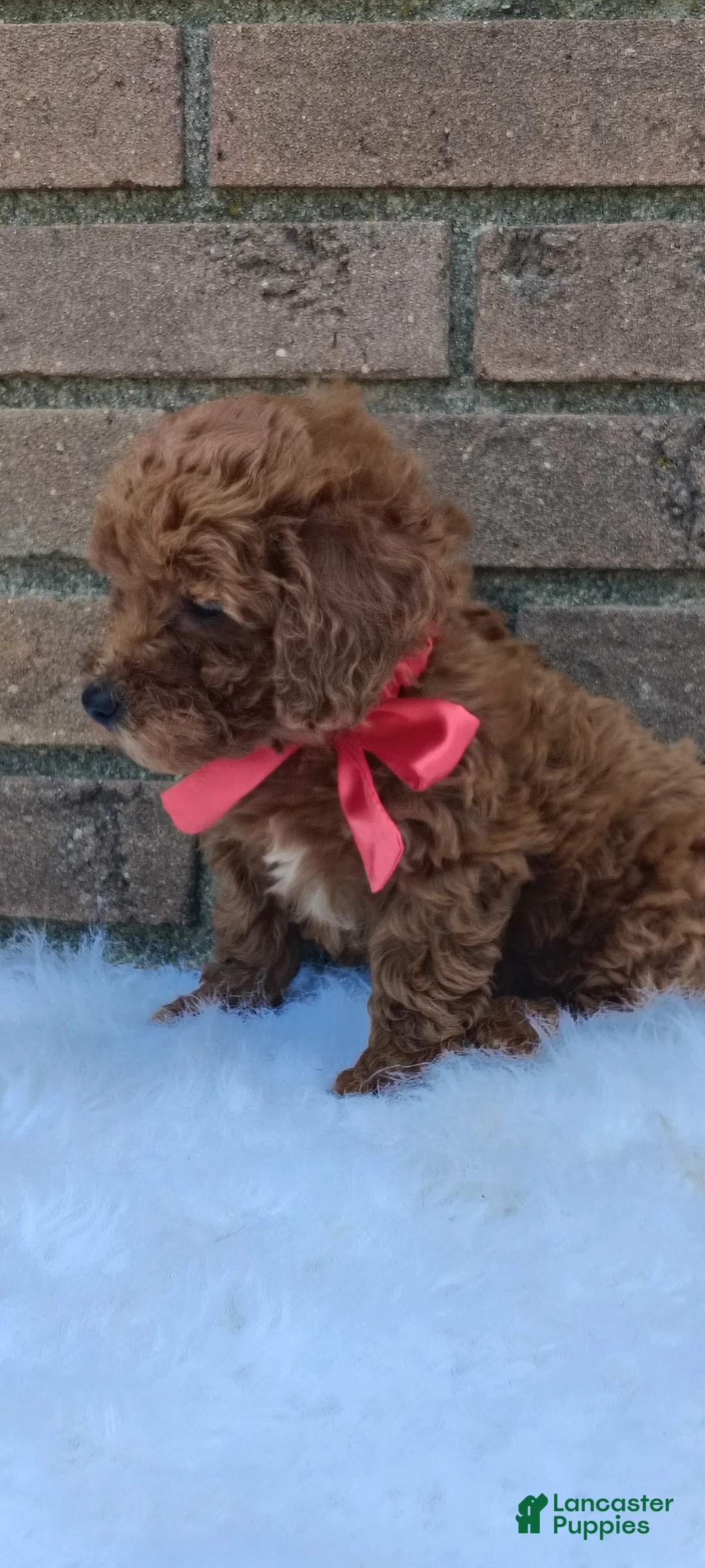 Mini Goldendoodle dogs for sale: Molly  - Ad 1