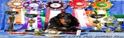 Miniature Dachshund dogs for sale: Champion Bred AKC import smooth - Ad 9