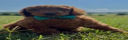 Goldendoodle dogs for sale: Towns  - Ad 2