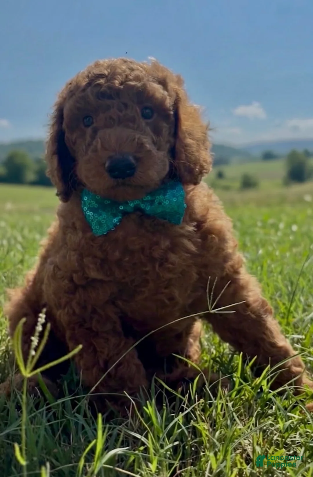 Goldendoodle dogs for sale: Towns  - Ad 2