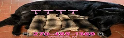 German Shepherd dogs for sale: German Shepherd 4 - Ad 5