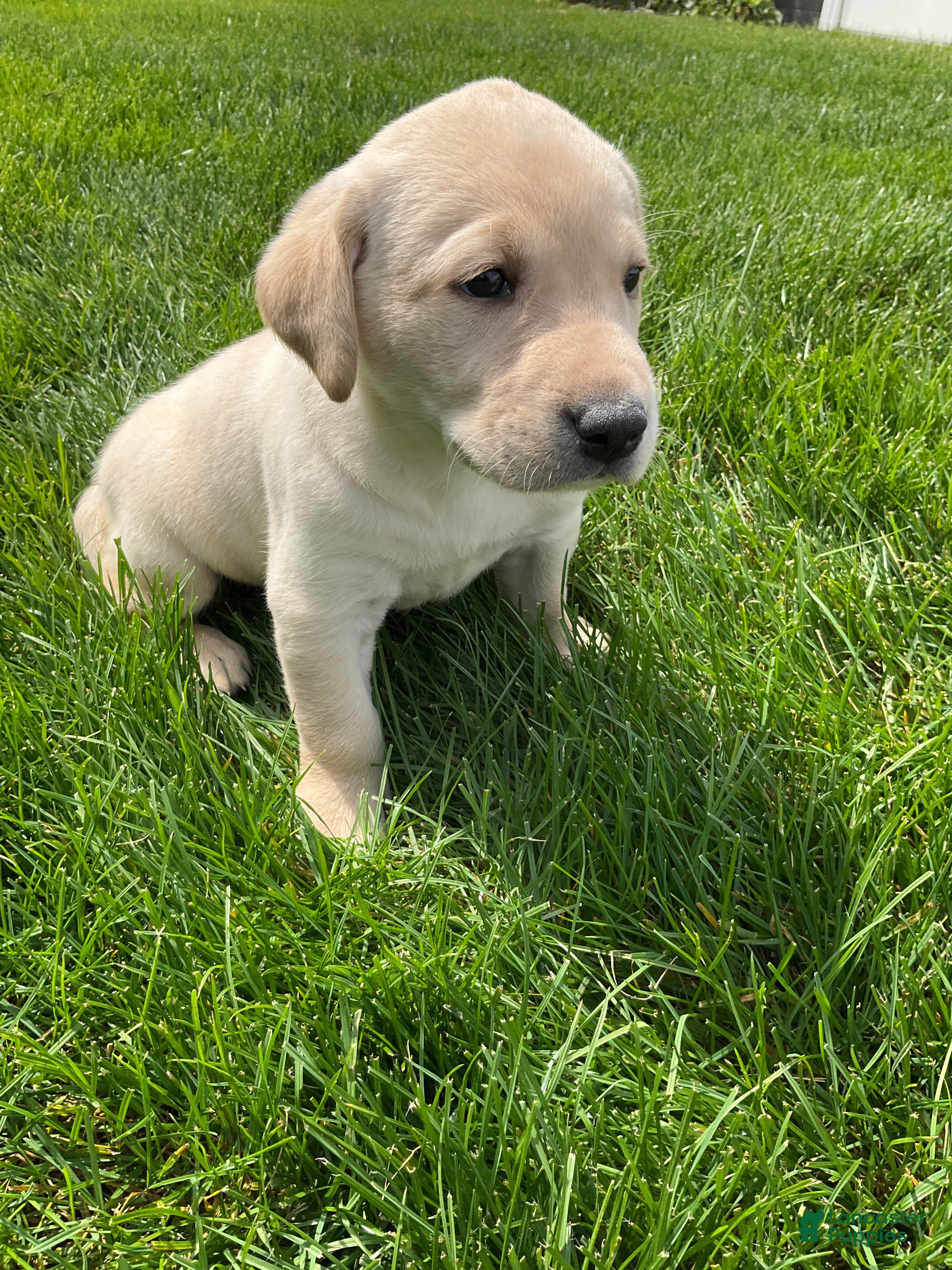 Labrador Retriever dogs Brody - Ad 1