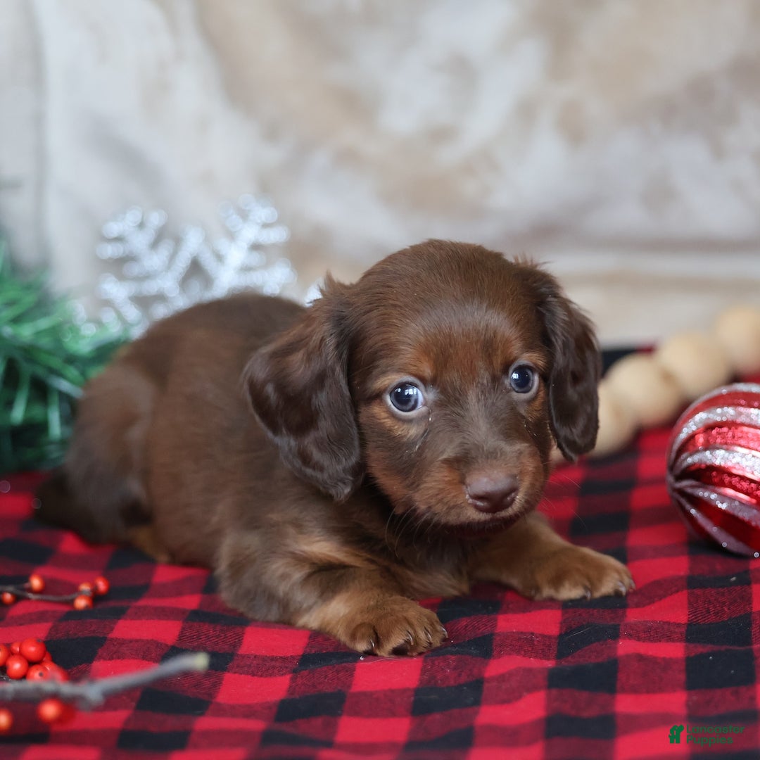 Miniature Dachshund dogs for sale: Snowflake  - Ad 4