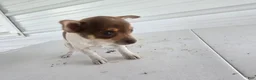 Chihuahua dogs for sale: Kendra - Ad 4
