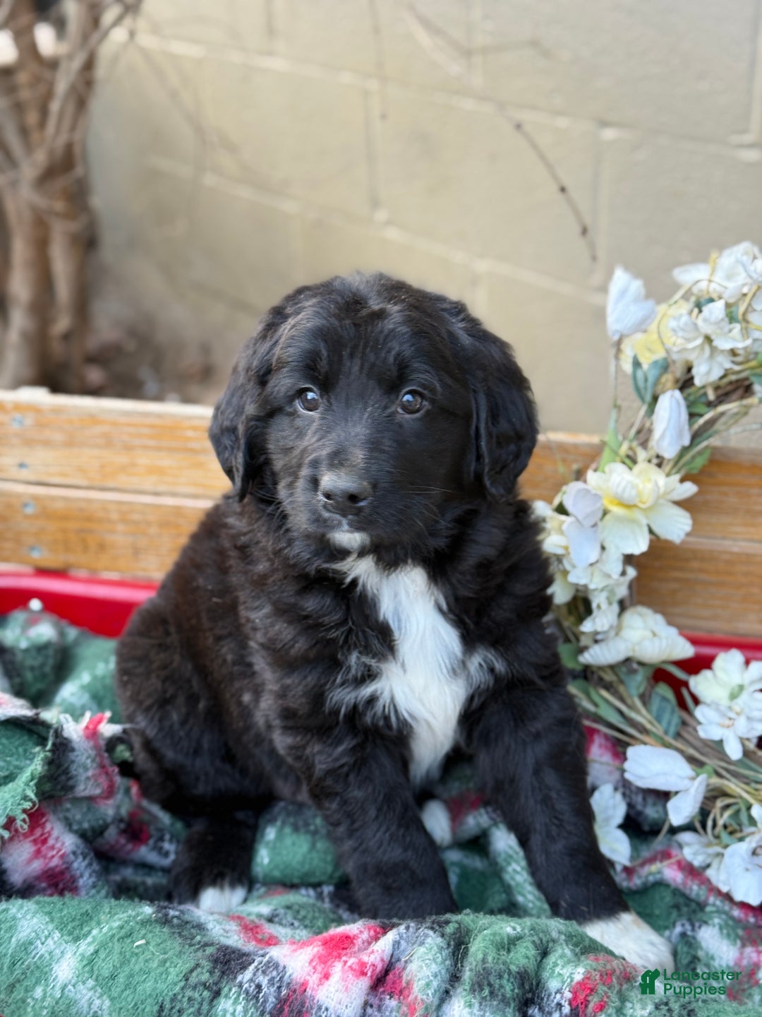 Mixed Breed dogs for sale: Ranger - Ad 8