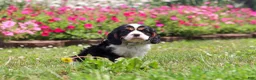 Cavalier King Charles Spaniel dogs for sale: Xander - Ad 4