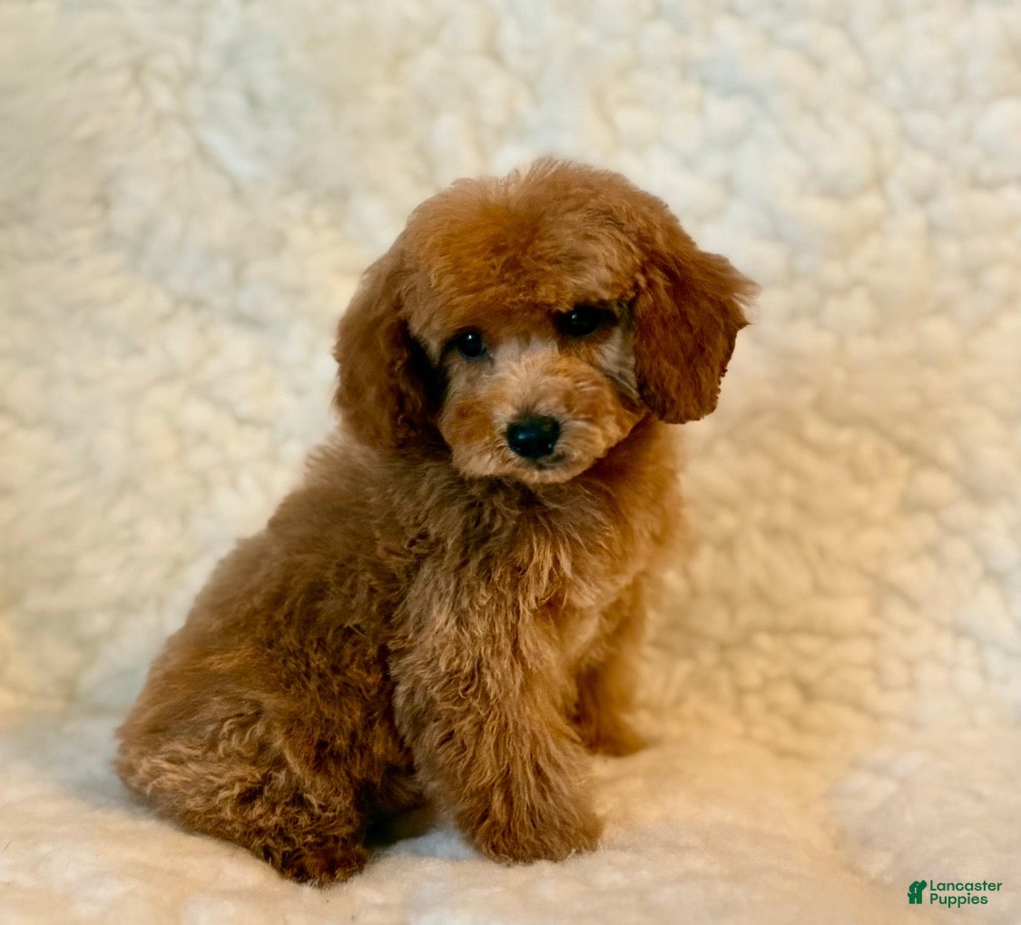 Toy Poodle dogs Junior male Poodle - Ad 19